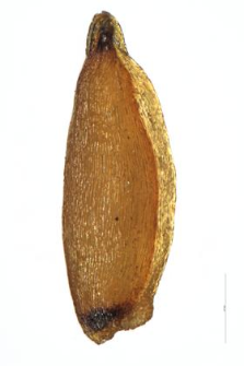 Campanula cochleariifolia Lam.