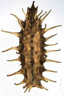 Caucalis daucoides L.