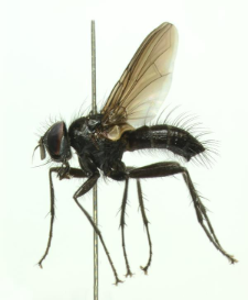 Medina luctuosa (Meigen, 1824)