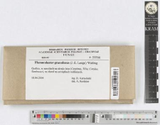 Flammulaster granulosus (J. E. Lange) Watling