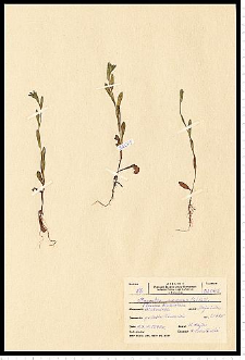 Myosotis arvensis (L.) Hill