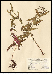 Lythrum salicaria L.