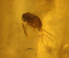 Limoniidae
