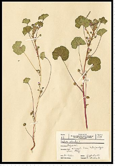 Malva sylvestris L.