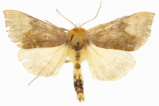 Diachrysia chryson