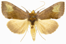 Diachrysia chryson