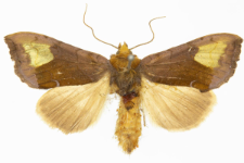 Diachrysia chryson