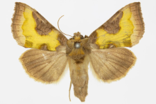 Diachrysia chrysitis