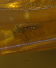 Diptera (Brachycera)