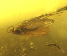 Diptera (Nematocera)