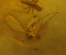 Diptera