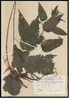 Urtica dioica L.