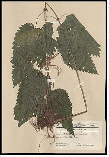 Urtica dioica L.