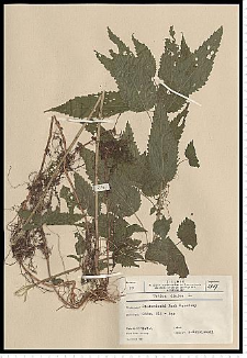 Urtica dioica L.