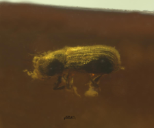 Curculionidae (Scolytinae)