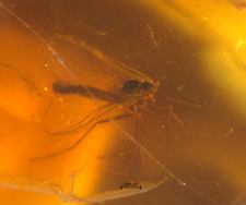 Diptera (Sciaroidea)