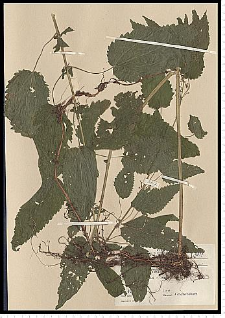 Urtica dioica L.