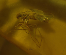 Diptera (Sciaroidea)