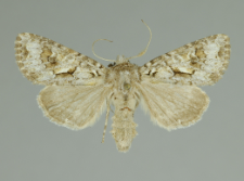 Hada plebeja (Linnaeus, 1761)