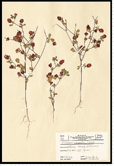 Trifolium campestre Schreb.