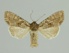 Lacanobia thalassina (Hufnagel, 1766)