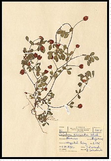 Trifolium campestre Schreb.