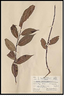 Salix pentandra L.