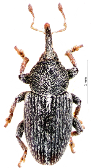 Tychius polylineatus (Germar, 1824)