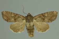 Lacanobia aliena (Hübner, 1809)