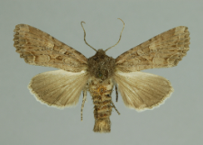 Lacanobia aliena (Hübner, 1809)