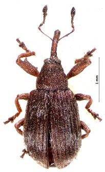 Anthonomus rufus Gyllenhal, 1836