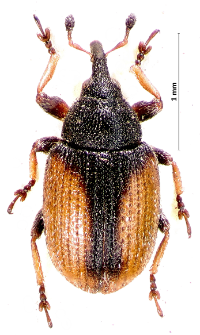 Gymnetron veronicae (Germar, 1821)