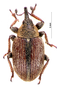 Gymnetron villosulum Gyllenhal, 1838