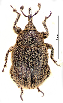 Rhinusa thapsicola (E.F. Germar, 1821)