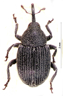 Miarus campanulae (Linnaeus, 1767)