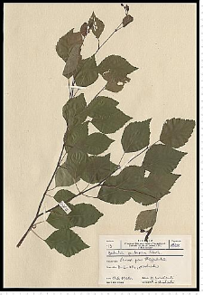 Betula pubescens Ehrh.