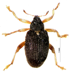 Isochnus populicola (Silfverberg, 1977)