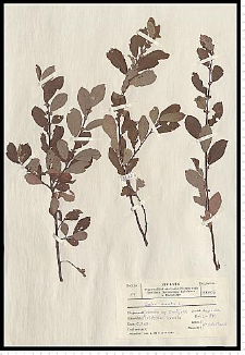 Salix aurita L.