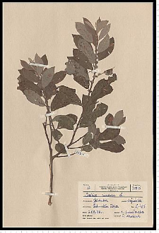 Salix cinerea L.