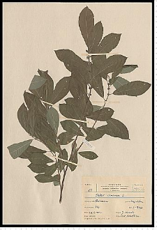 Salix cinerea L.