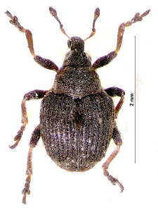 Pelenomus canaliculatus (Fahraeus, 1843)
