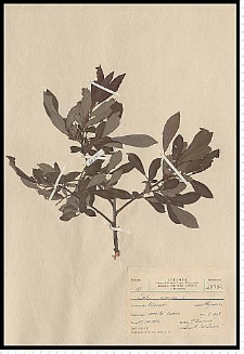 Salix cinerea L.