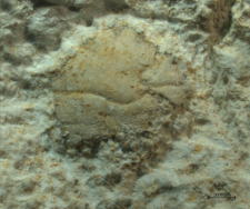 Goniodromites species