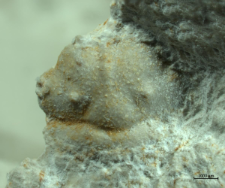Planoprosopon thiedae