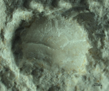 Goniodromites species