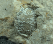 Brachyura