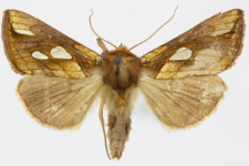 Plusia festucae