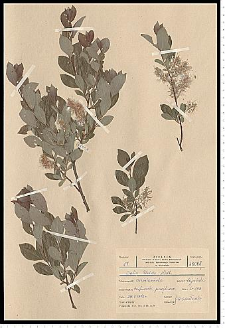 Salix starkeana Willd.