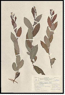 Salix starkeana Willd.