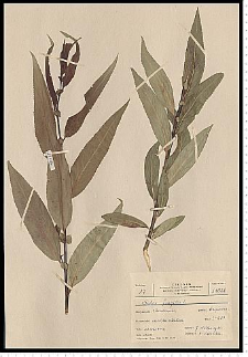 Salix fragilis L.